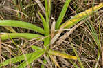 Fringed beaksedge